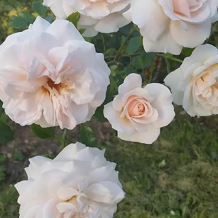 Waldhotel Rennsteighoehe Frauenwald
